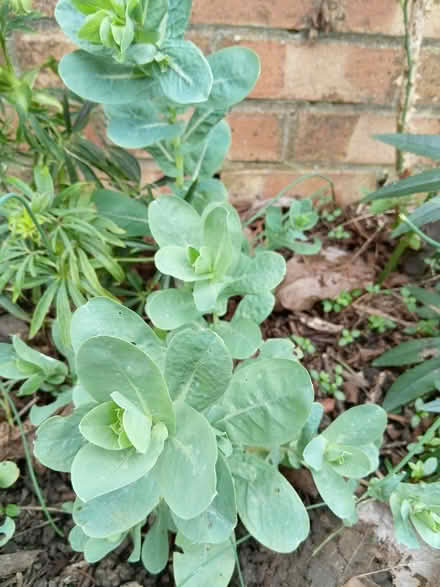 Photo of free Cirinthe seedlings (Burnham) #2