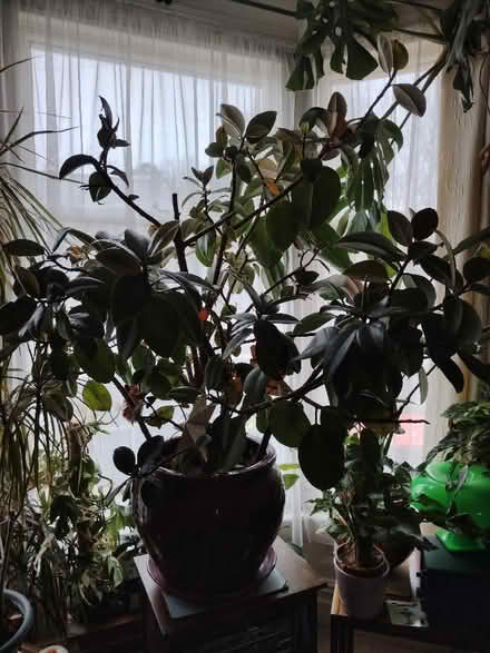 Photo of free Huge rubber plant (has scale) (Bowerham LA1) #2