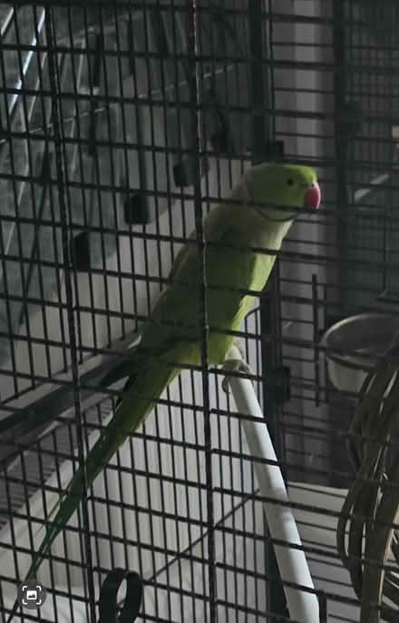 Photo of free Cage food and seb needs good home (SY7) #1