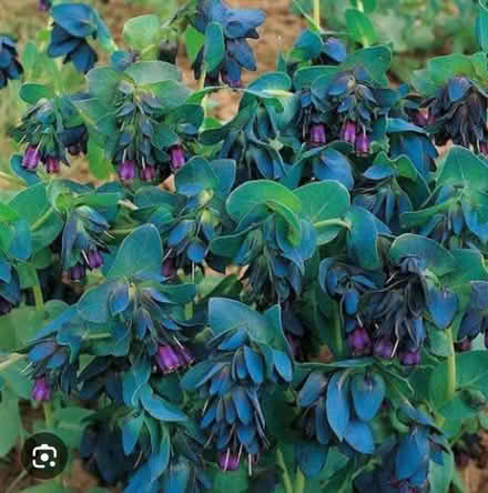 Photo of free Cirinthe seedlings (Burnham) #1