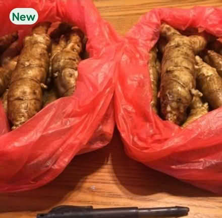 Photo of free Jerusalem artichokes (SE16) #1