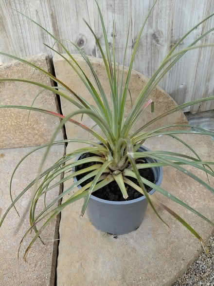 Photo of free Garden plant (New Ferry CH62) #1