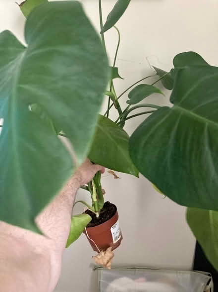 Photo of free Potted plant (SW19) #1