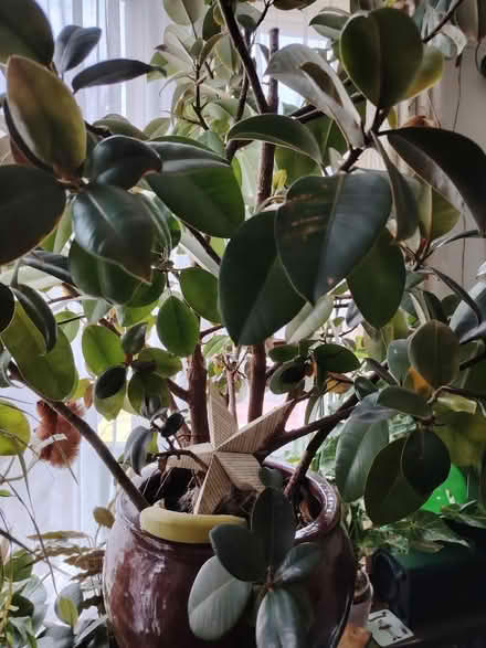 Photo of free Huge rubber plant (has scale) (Bowerham LA1) #4