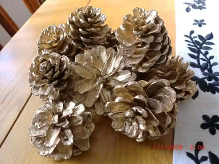 Photo of free Golden Pine Cones (Bilton HG1) #1