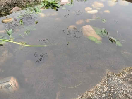 Photo of free got a pond? frogspawn (Stewartby MK43) #1