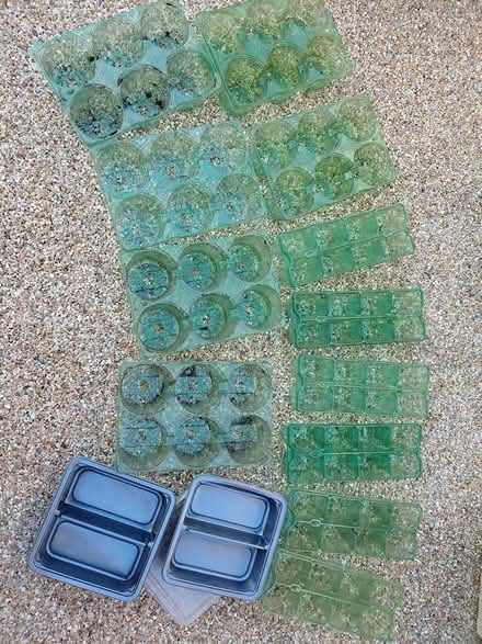 Photo of free Plant / Seed Trays (New Ferry CH62) #1
