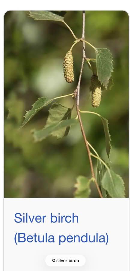 Photo of Silver birch sapling (Denvilles PO9) #1