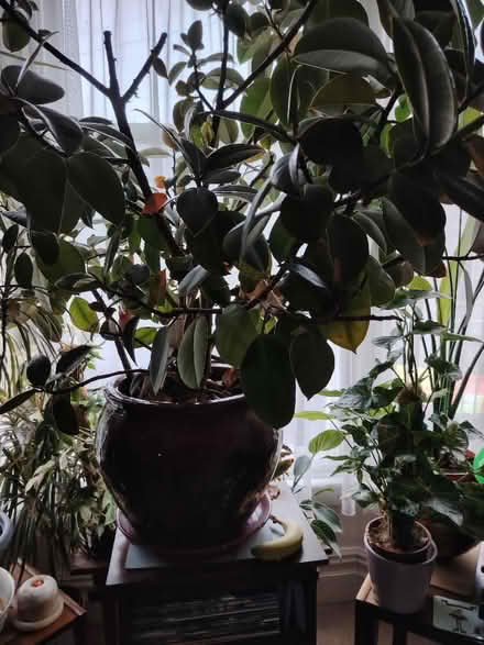 Photo of free Beautiful large rubber plant (Bowerham LA1) #2