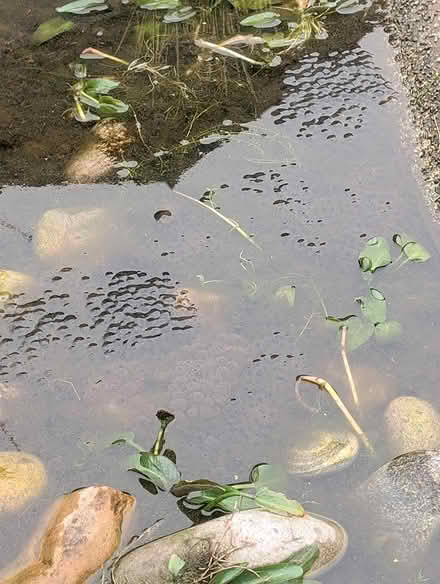 Photo of free got a pond? frogspawn (Stewartby MK43) #2