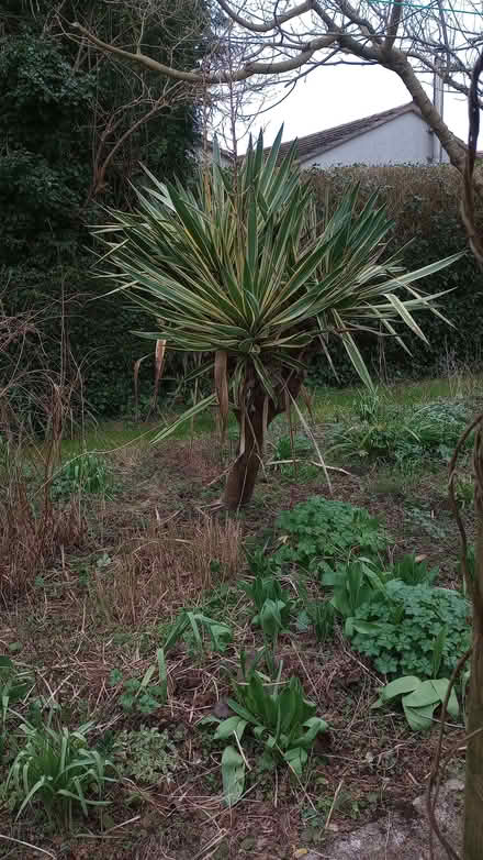 Photo of free Garden plant (Wells Road) #2