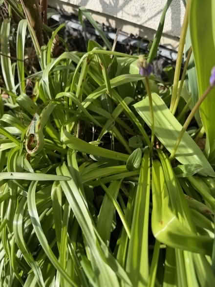 Photo of free Spanish bluebells (Woking GU21) #1