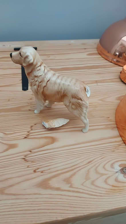 Photo of free Golden Retiever with a broken tail (Neithrop OX16) #1