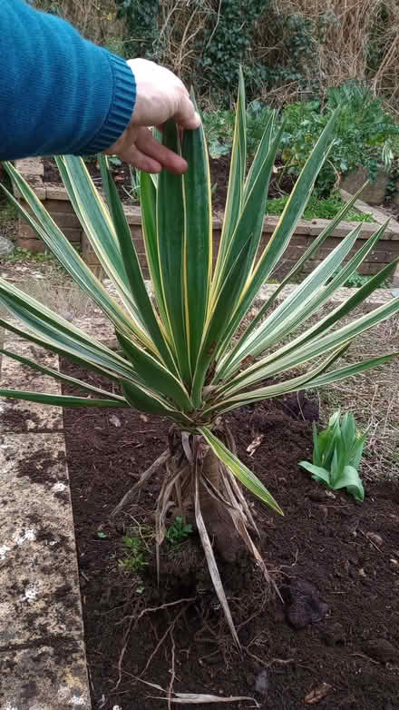 Photo of free Garden plant (Wells Road) #3