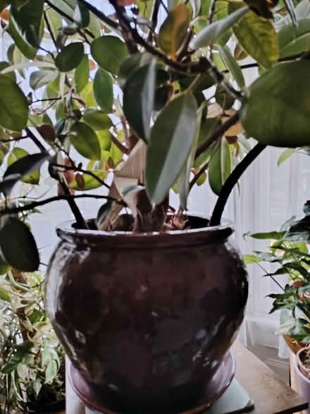 Photo of free Beautiful large rubber plant (Bowerham LA1) #3