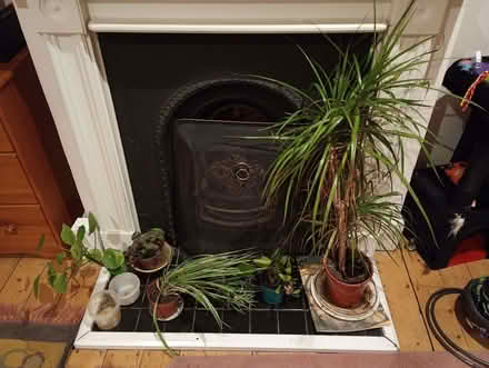 Photo of free Small collection of house plants (Streatham Park SW16) #1