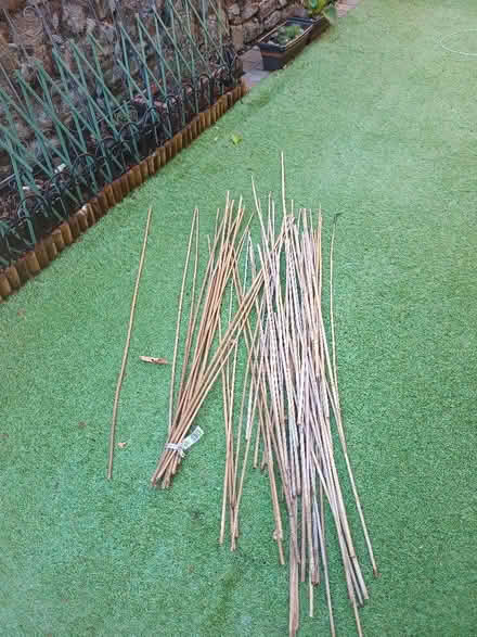 Photo of free Bundle of Bamboo Garden Canes (Bruntsfield EH10) #1