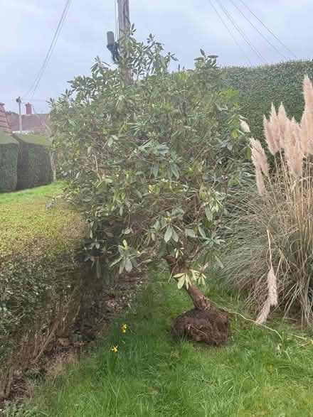 Photo of free Rhododendron (purple flowers) (Frodsham WA6) #1