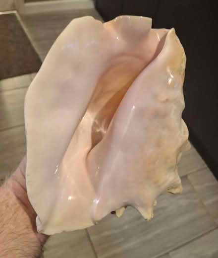 Photo of free Queen Conch Shell (Woolston WA1) #3