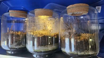 Photo of free 3 x large jars with light (Corstophine EH4) #1