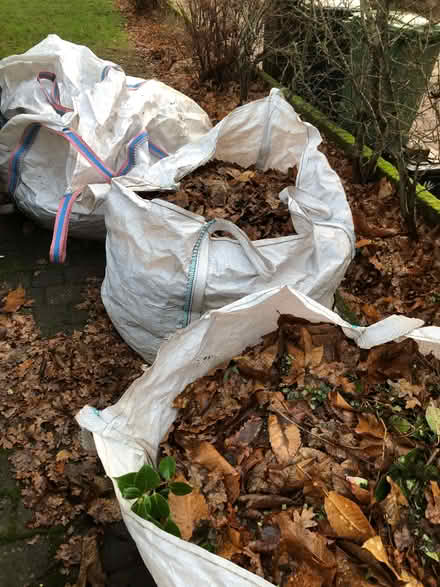 Photo of free Leaves for Leaf Mould (Marshalswick AL1) #1
