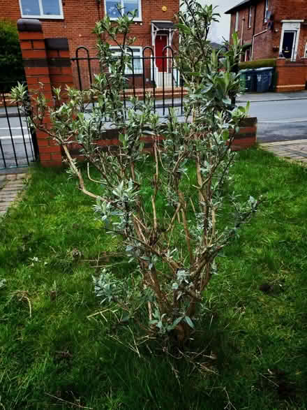 Photo of free Butterfly bush (Hawksworth LS5) #1