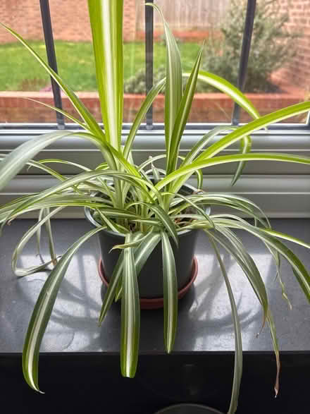 Photo of free Spider plant (Kennington OX14) #1