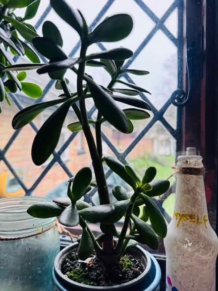 Photo of free Indoor money tree (Water Eaton MK2) #1