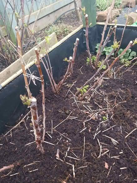 Photo of free Autumn fruiting raspberry canes (Ellesmere Port CH65) #1