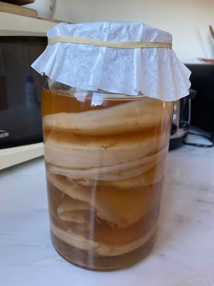 Photo of free Kambucha scobies (Nr Berkeley Natural Grocery) #1