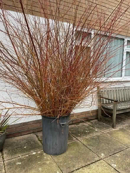 Photo of free Willow trimmings (West Malvern CP WR14) #1