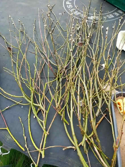 Photo of free Willow cuttings (Gobowen SY11) #1