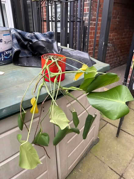 Photo of free Houseplant (Hillsborough S6) #1