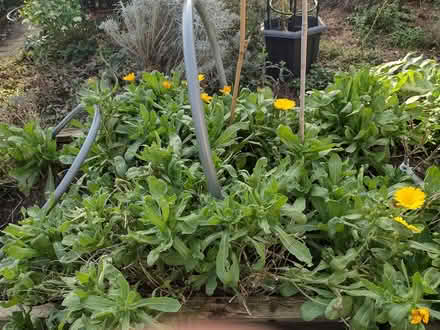 Photo of free Plants and Seeds (Stratford E15 4) #1