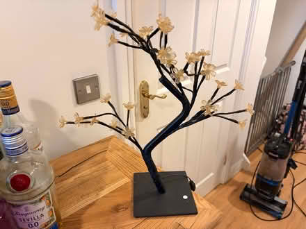 Photo of free Small Light - Cherry Blossom Tree (S35 Chapeltown) #1