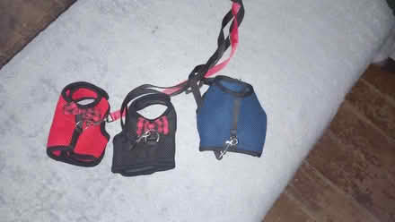Photo of free 3 small pet harnesses red black and blue (Blossomfield B90) #1