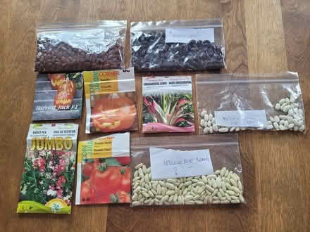 Photo of free seeds (kiz 7p3) #1