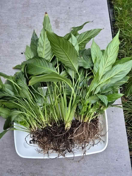 Photo of free Peace lily plants (Tytherington SK10) #1