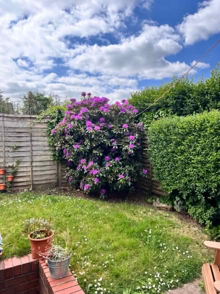 Photo of free Rhododendron (purple flowers) (Frodsham WA6) #2