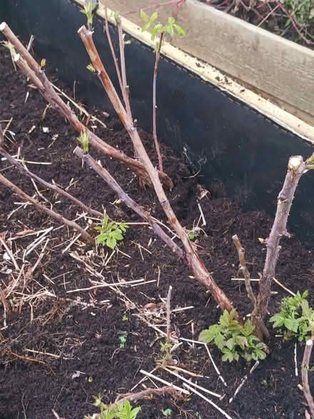 Photo of free Autumn fruiting raspberry canes (Ellesmere Port CH65) #2