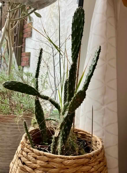 Photo of free Selection of leggy opuntia cacti (Ifton Heath SY11) #1