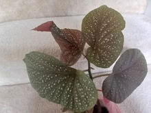 Photo of free Angel Wing Begonia (North Lynnwood) #1