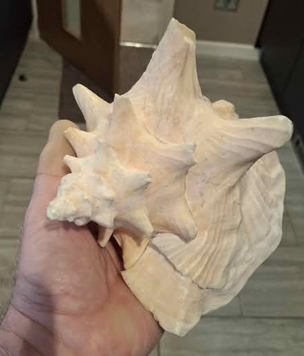 Photo of free Queen Conch Shell (Woolston WA1) #2
