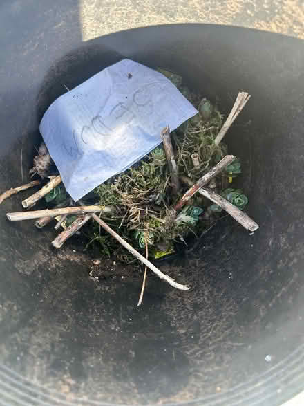 Photo of free Sedum plant starts (River rd) #1