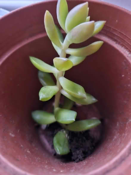 Photo of free Succulent (Orpington, BR5) #1