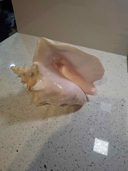 Photo of free Queen Conch Shell (Woolston WA1) #1