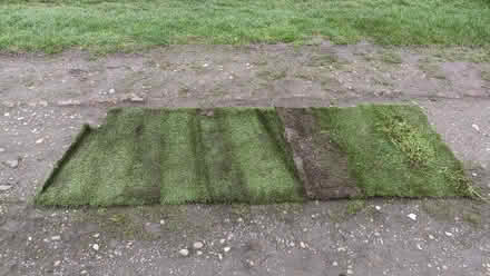 Photo of free Strips of muddy artificial grass (Shirley CR0) #2
