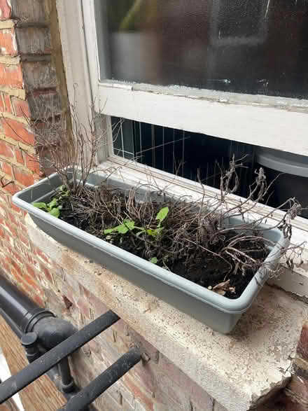 Photo of free Pots with soil (Willesden Green NW2) #2