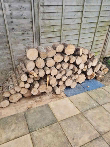 Photo of free Logs (Trowbridge BA14) #2