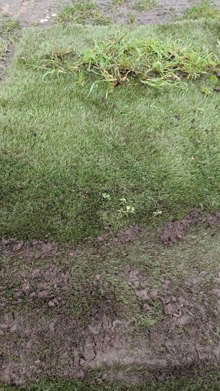 Photo of free Strips of muddy artificial grass (Shirley CR0) #4